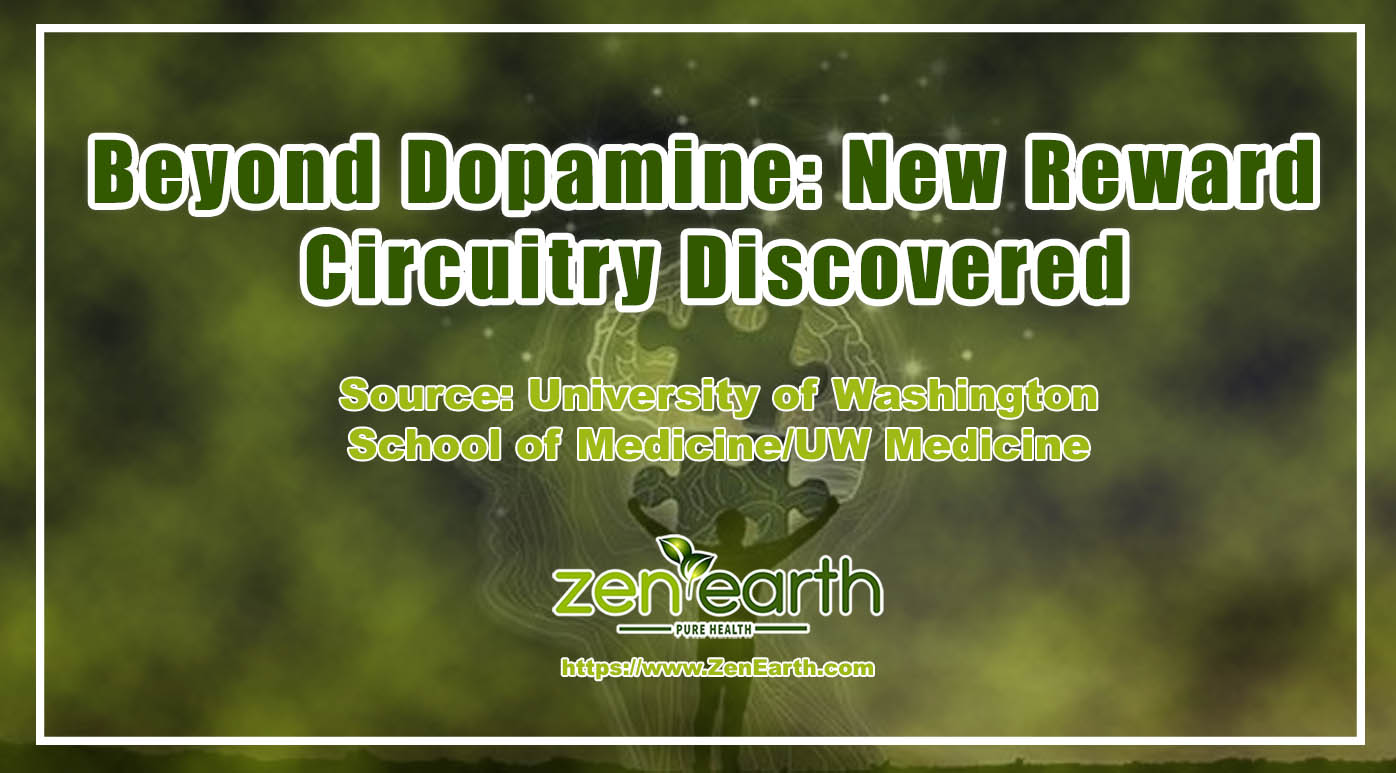 Beyond dopamine-New reward circuitry discovered